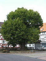 Die Linde in Schwarzenberg, 2010 Vorschaubild