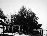 Die geleitete Linde in Sebbeterode, um 1938 Vorschaubild