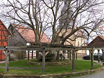 Die geleitete Linde in Sebbeterode, 2010 Vorschaubild