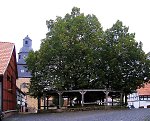Die geleitete Linde in Sebbeterode, 2007 Vorschaubild