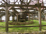 Das Holzgerüst der geleiteten Linde in Sebbeterode, 2010 Vorschaubild