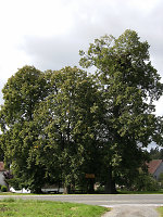 Der Tanzplatz in Strang, 2011 Vorschaubild