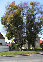Die Linden vor dem Kirchhof in Verna, 2010 Vorschaubild