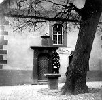 Die Linde in Viesebeck, um 1940 Vorschaubild