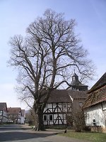 Linde in der Kirchstraße in Vockerode, 2010 Vorschaubild