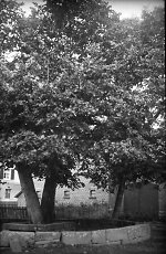 Die Linden vor der Kirche in Vockerode-Dinkelberg, um 1938 Vorschaubild