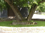 Die Linden vor der Kirche in Vockerode-Dinkelberg, 2010 Vorschaubild