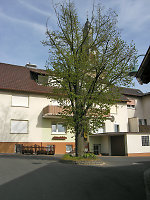 Heutige Linde in Zwesten, 2010 Vorschaubild