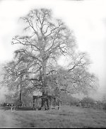 Die Linde in Gleiberg, um 1938 Vorschaubild