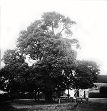 Die Linde in Gleiberg, um 1938 Vorschaubild