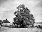 Die alte Gleiberger Linde im Sommer, 1929 Vorschaubild