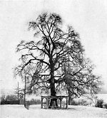 Die alte Gleiberger Linde im Winter, 1929 Vorschaubild