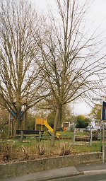 Der Lindenplatz in Gleiberg, 2004 Vorschaubild