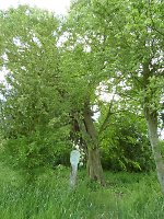 Die Gerichtslinde der Wüstung Niederstedten, 2014 Vorschaubild