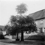 Die Stufenlinde in Kirch-Göns, um 1938 Vorschaubild