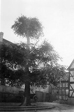 Die Stufenlinde in Kirch-Göns, um 1938 Vorschaubild