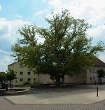 Die Linde in Villingen, 2014 Vorschaubild