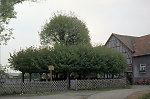 Die geleitete Linde in Emsdorf, 1981 Vorschaubild