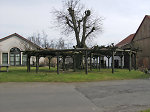 Die geleitete Linde in Emsdorf, 2010 Vorschaubild