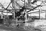 Der Gerichtsplatz in Erdmannrode, 1994 Vorschaubild