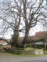 Der Gerichtsplatz in Erdmannrode, 2008 Vorschaubild
