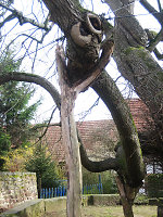Hölzerne Stütze am Gerichtsplatz in Erdmannrode, 2008 Vorschaubild