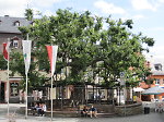 Die Linde in Geisenheim, 2011 Vorschaubild