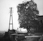 Die Linde in Groß-Steinheim, um 1938 Vorschaubild