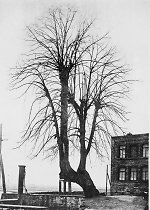 Die Linde in Steinheim, 1904 Vorschaubild