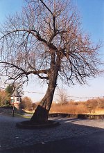 Die Linde in Groß-Steinheim, 2004 Vorschaubild