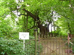 Die Linde auf dem Heiligenberg in Jugenheim, 2004 Vorschaubild