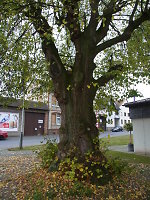 Die Linde in Langgöns, 2014 Vorschaubild
