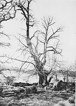 Die Bonifatiuslinde, 1904 Vorschaubild