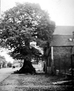 Die „Lutherlinde“ in Petterweil, um 1938 Vorschaubild