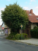 Die „Lutherlinde“ in Petterweil, 2014 Vorschaubild