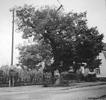 Die Gerichtslinde in Seligenstadt, um 1938 Vorschaubild