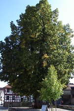 Die Linde in Stierstadt, 2013 Vorschaubild