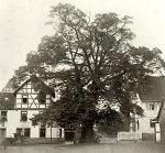 Dorflinde um 1910 (Johann, Chronik) (1910) Vorschaubild