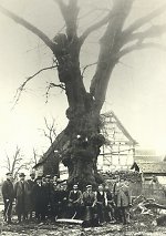 Einkürzen der Linde (1931) Vorschaubild