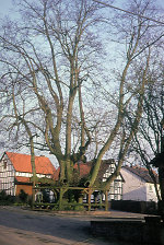 Die Linde in Himmelsberg, 1982 Vorschaubild